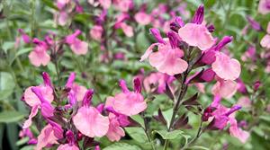 Salvia Melba Magic ‘Peach’ 